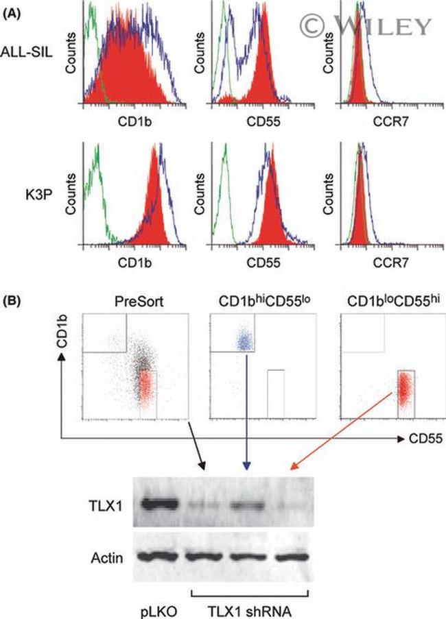 CD197 (CCR7) Antibody in Flow Cytometry (Flow)
