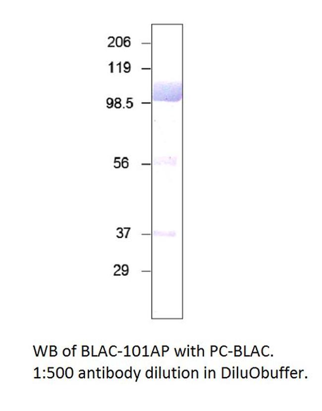 Bovine Lactoferrin Antibody in Western Blot (WB)