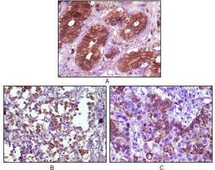 BLK Antibody in Immunohistochemistry (Paraffin) (IHC (P))