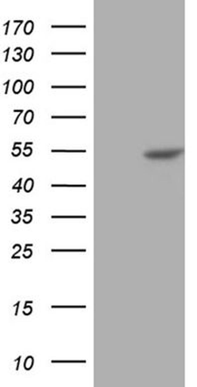 BLZF1 Antibody in Western Blot (WB)