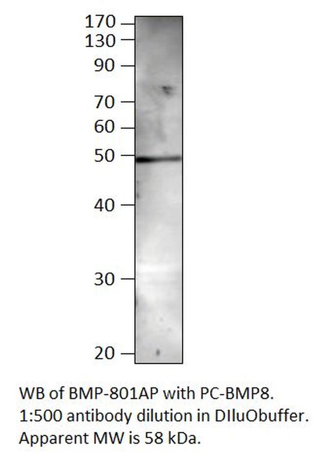 BMP8 Antibody in Western Blot (WB)