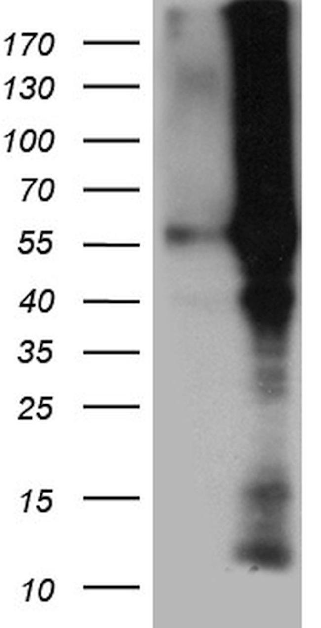 BMP6 Antibody in Western Blot (WB)
