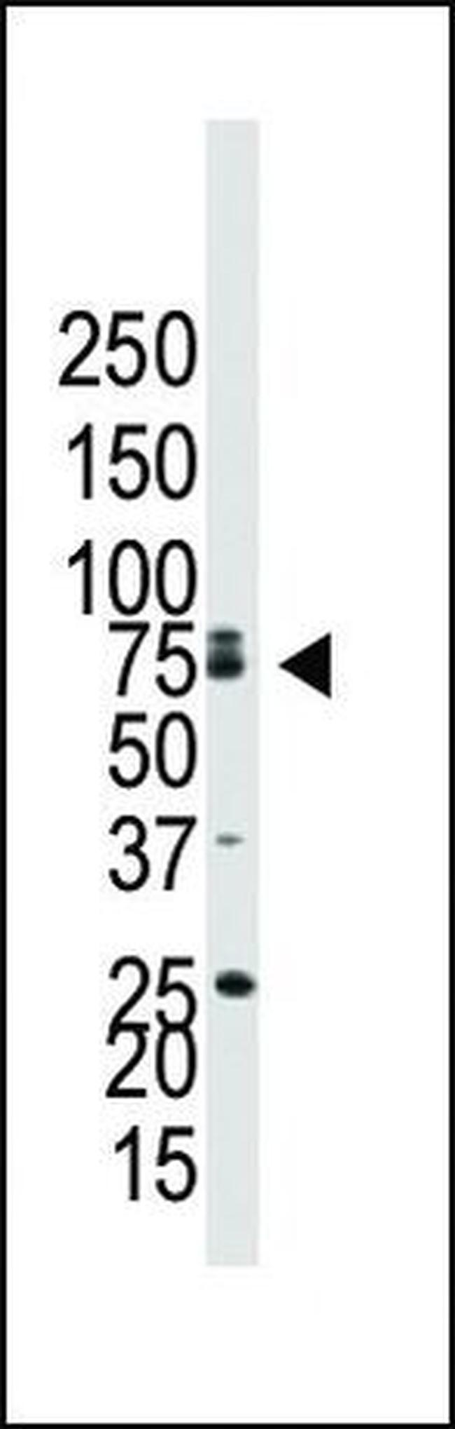 CDw293 Antibody in Western Blot (WB)