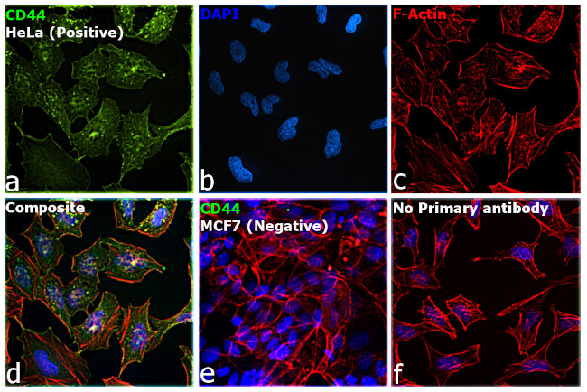 CD44std Antibody in Immunocytochemistry (ICC/IF)