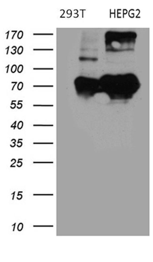 BNIPL Antibody in Western Blot (WB)