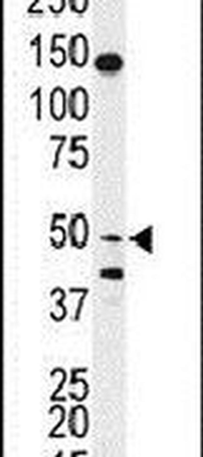 BPIL1 Antibody in Western Blot (WB)
