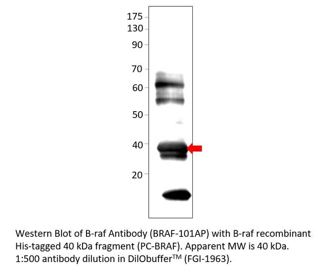 B-raf Antibody in Western Blot (WB)