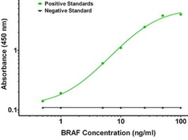 BRAF Antibody in ELISA (ELISA)