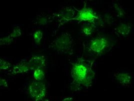 BRAF Antibody in Immunocytochemistry (ICC/IF)