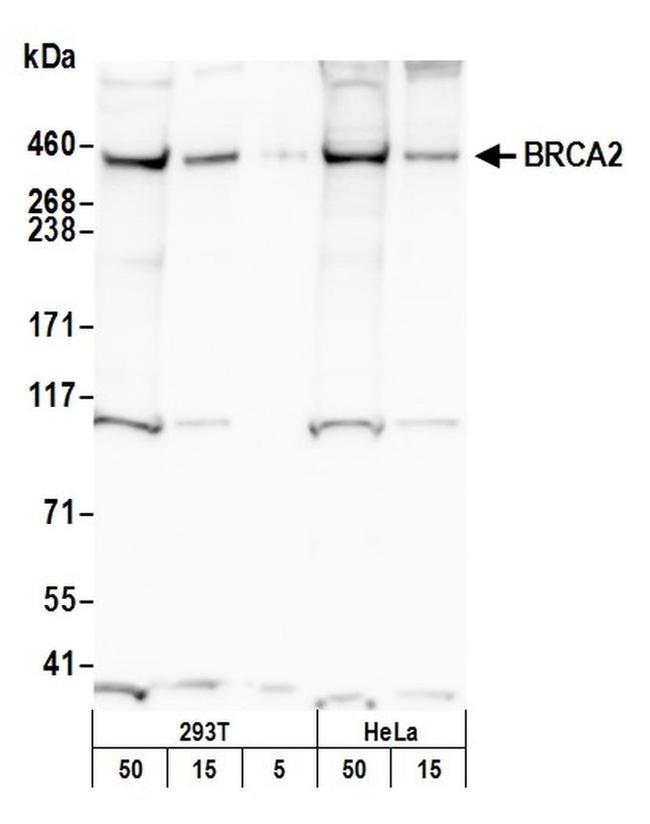 BRCA2 Antibody in Western Blot (WB)