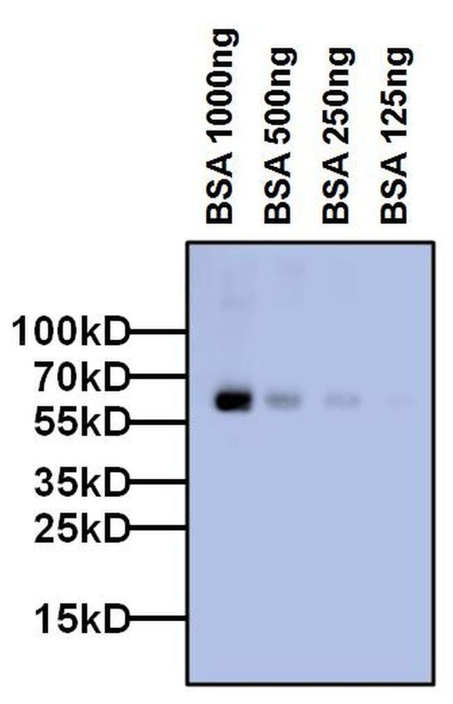 Bovine Serum Albumin Antibody in Western Blot (WB)