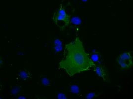BSG Antibody in Immunocytochemistry (ICC/IF)