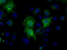 BSG Antibody in Immunocytochemistry (ICC/IF)
