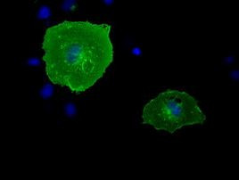 BTN1A1 Antibody in Immunocytochemistry (ICC/IF)