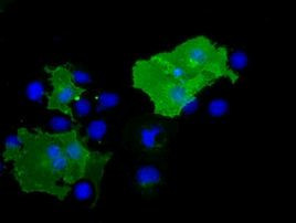 BTN1A1 Antibody in Immunocytochemistry (ICC/IF)