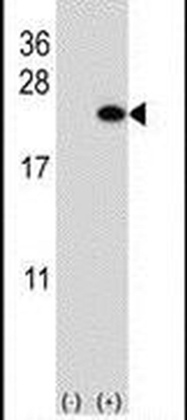 BarX1 Antibody in Western Blot (WB)
