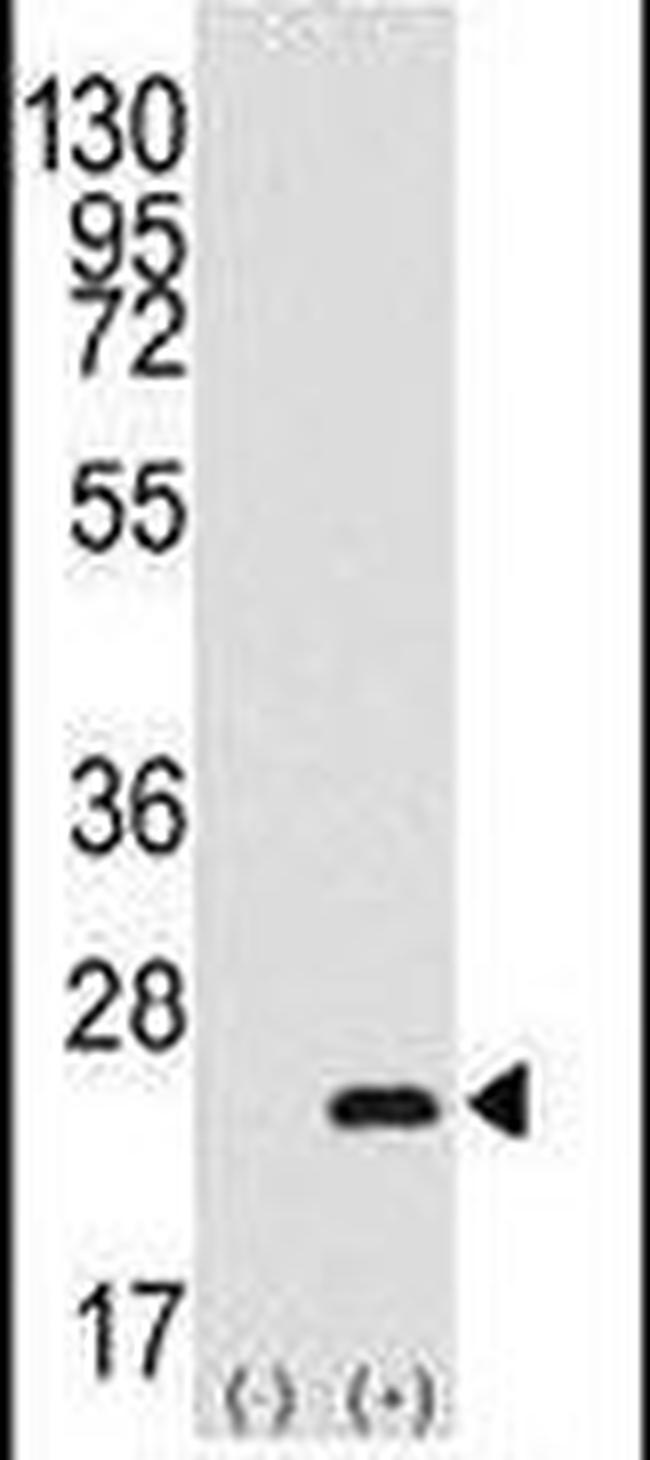 BarX1 Antibody in Western Blot (WB)