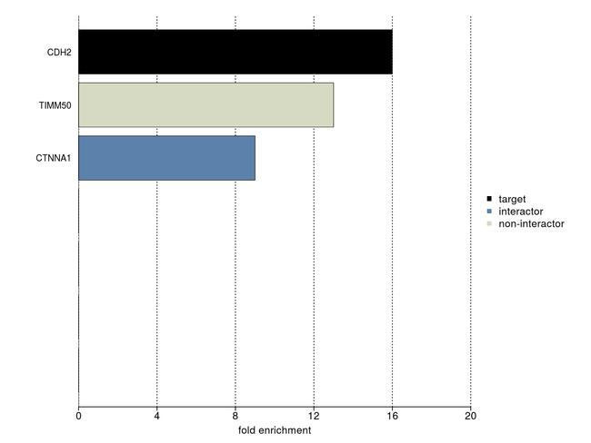 N-cadherin Antibody