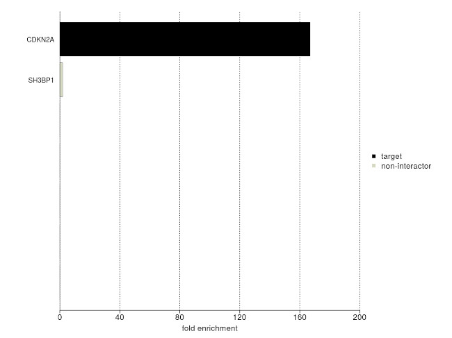p14ARF Antibody