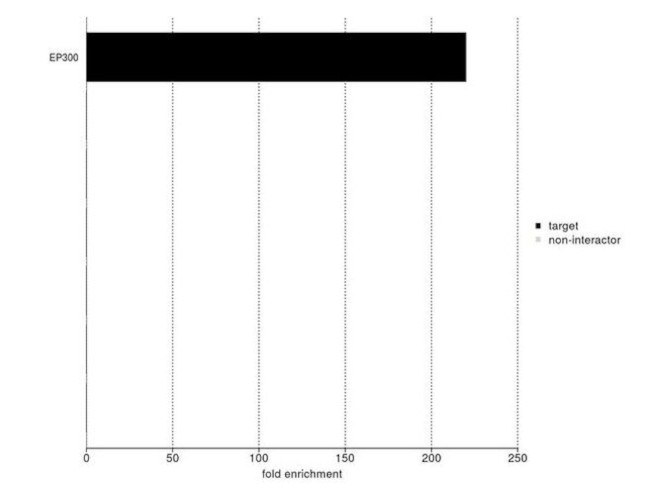 p300 Antibody
