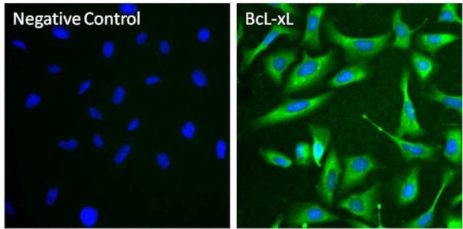 Bcl-xL Antibody in Immunocytochemistry (ICC/IF)