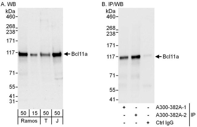 Bcl11a Antibody in Western Blot (WB)