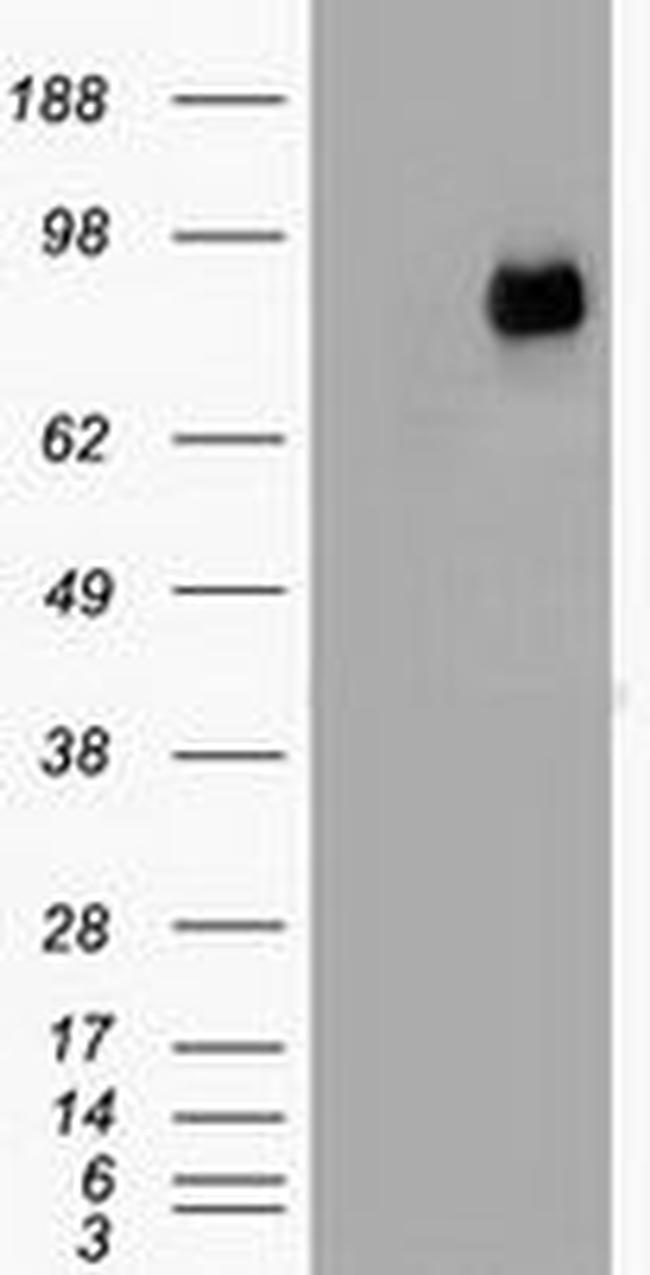 Beta-catenin Antibody in Western Blot (WB)