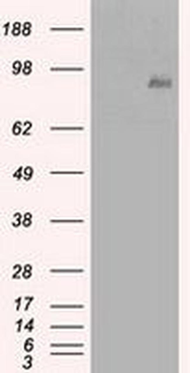 Beta-catenin Antibody in Western Blot (WB)