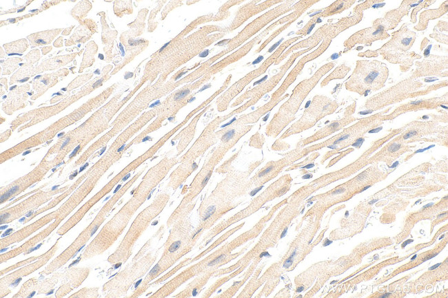 ATP1A2 Antibody in Immunohistochemistry (Paraffin) (IHC (P))