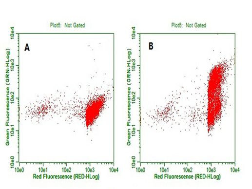 BrdU Antibody in Flow Cytometry (Flow)