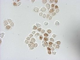 BrdU Antibody in Immunocytochemistry (ICC/IF)