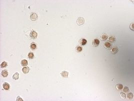 BrdU Antibody in Immunocytochemistry (ICC/IF)