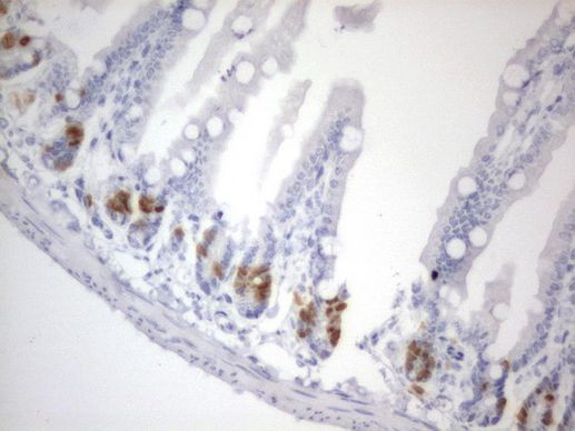 BrdU Antibody in Immunohistochemistry (Paraffin) (IHC (P))