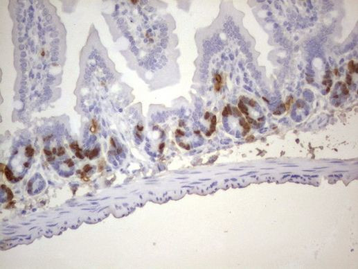 BrdU Antibody in Immunohistochemistry (Paraffin) (IHC (P))