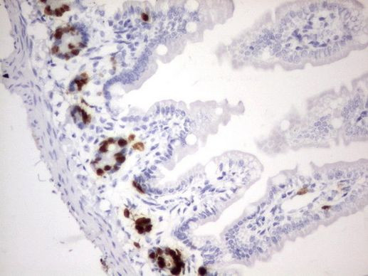 BrdU Antibody in Immunohistochemistry (Paraffin) (IHC (P))