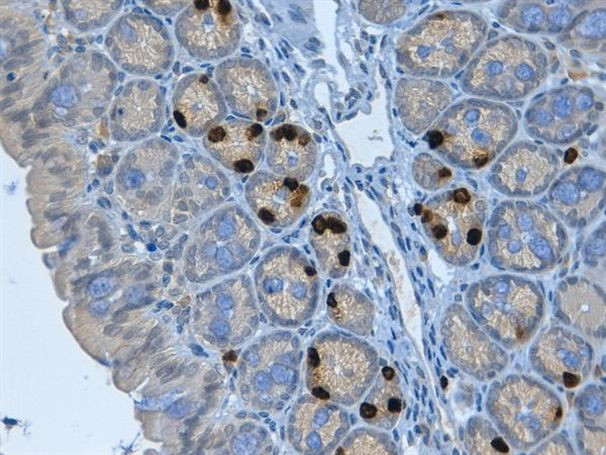 BrdU Antibody in Immunohistochemistry (Paraffin) (IHC (P))