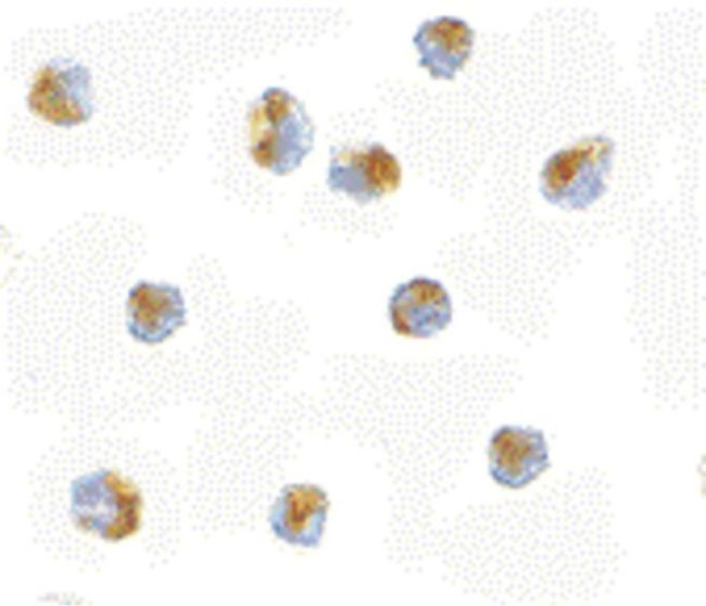 Bub1 Antibody in Immunocytochemistry (ICC/IF)
