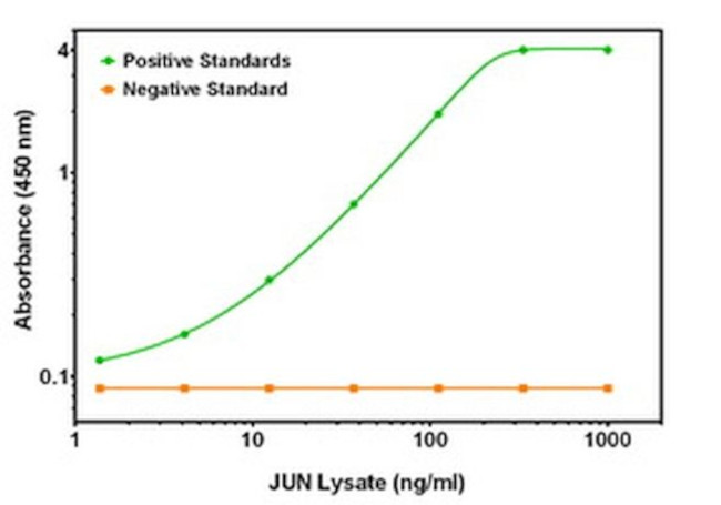 C-Jun Antibody in ELISA (ELISA)