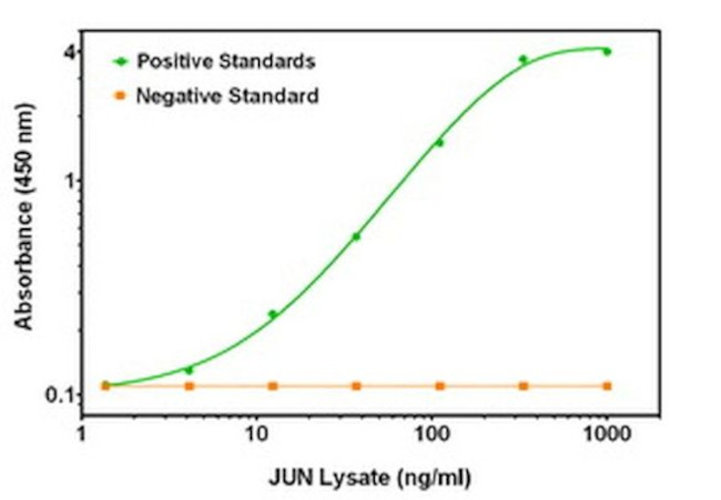 C-Jun Antibody in ELISA (ELISA)