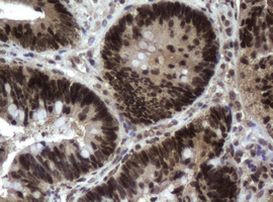 C-Jun Antibody in Immunohistochemistry (Paraffin) (IHC (P))