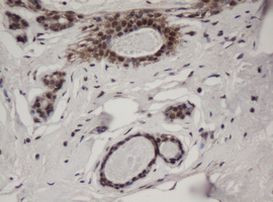 C-Jun Antibody in Immunohistochemistry (Paraffin) (IHC (P))