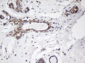 C-Jun Antibody in Immunohistochemistry (Paraffin) (IHC (P))