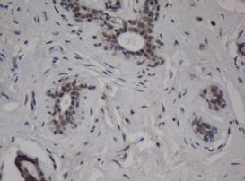 C-Jun Antibody in Immunohistochemistry (Paraffin) (IHC (P))
