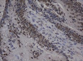 C-Jun Antibody in Immunohistochemistry (Paraffin) (IHC (P))