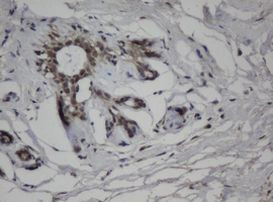 C-Jun Antibody in Immunohistochemistry (Paraffin) (IHC (P))