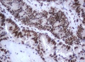 C-Jun Antibody in Immunohistochemistry (Paraffin) (IHC (P))