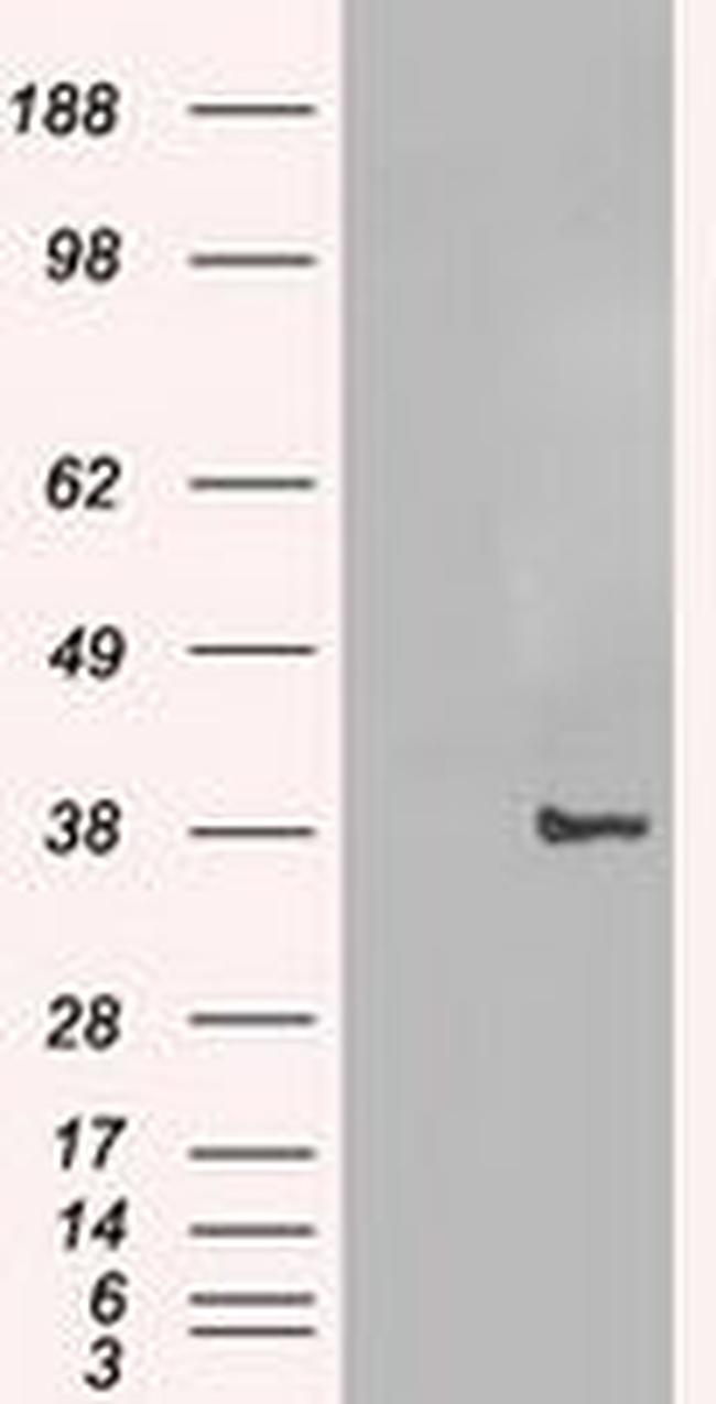 C-Jun Antibody in Western Blot (WB)