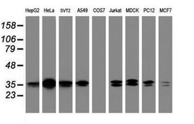 C-Jun Antibody in Western Blot (WB)