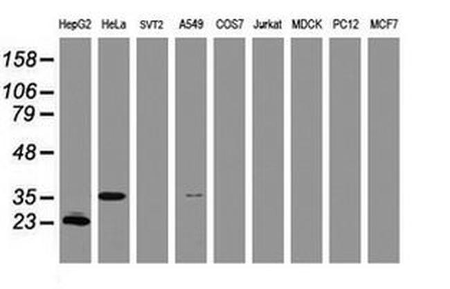 C-Jun Antibody in Western Blot (WB)