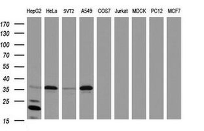 C-Jun Antibody in Western Blot (WB)